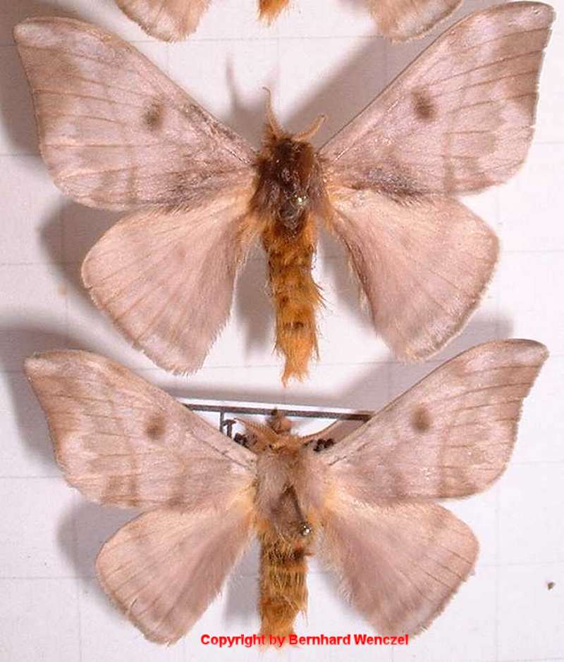 SATURNIIDAE World Homepage für den Saturniidenfreund